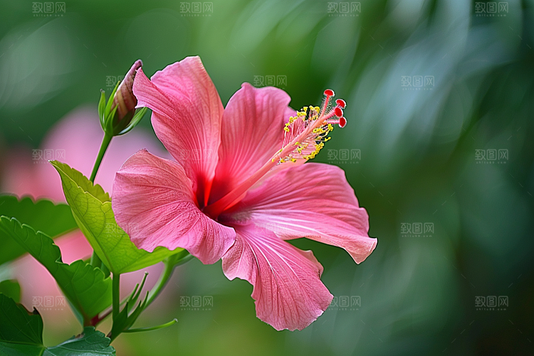 木槿花自然高清摄影图