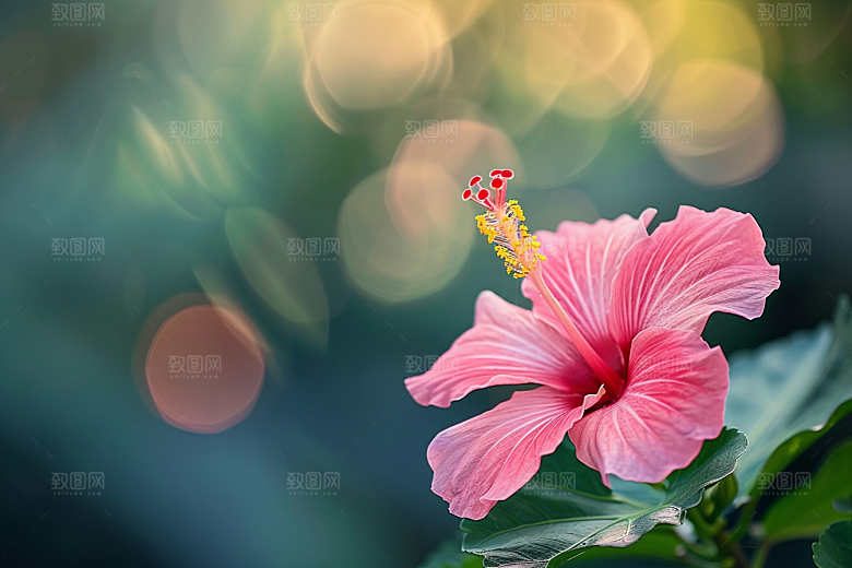 木槿花清新植物摄影图