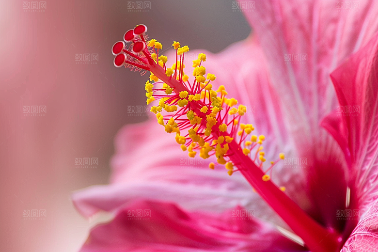 木槿花夏天花卉摄影图