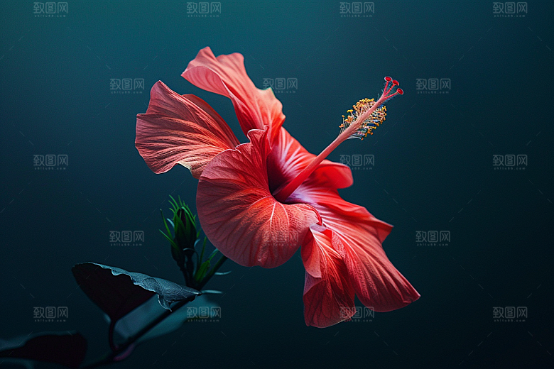 木槿花夏天花朵摄影图