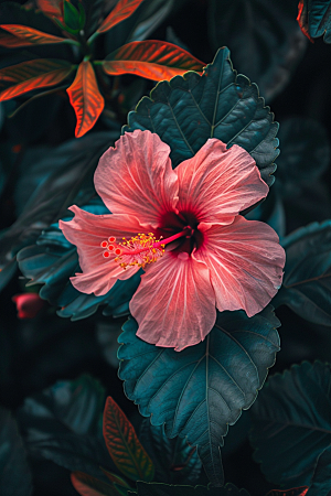 木槿花彩色夏季摄影图