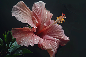 木槿花自然夏天摄影图