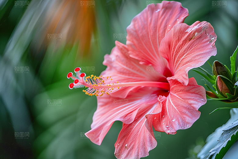 木槿花高清夏天摄影图
