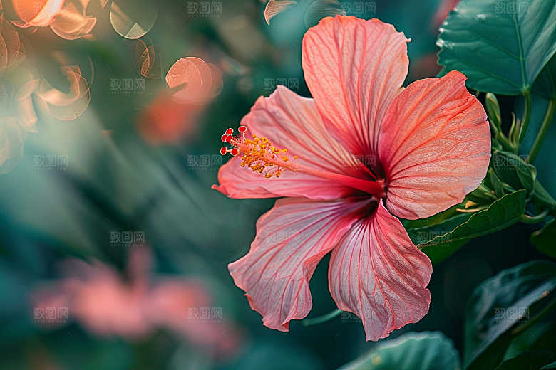 木槿花夏天自然摄影图