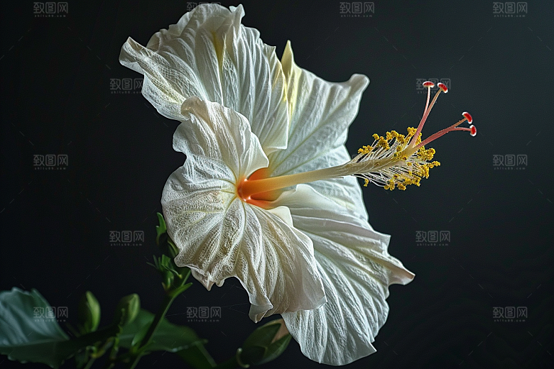 木槿花花朵夏天摄影图