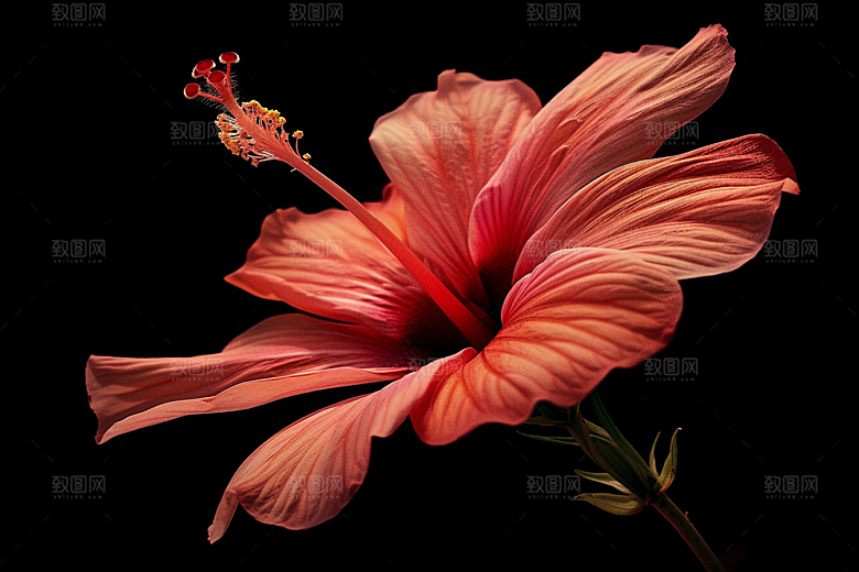 木槿花彩色花朵摄影图