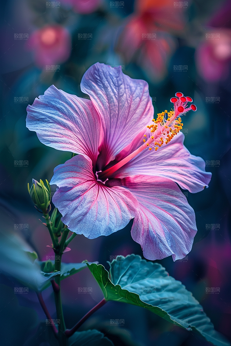 木槿花植物夏季摄影图
