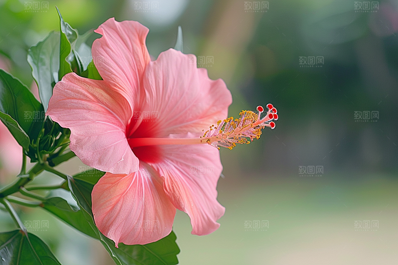 木槿花高清花朵摄影图