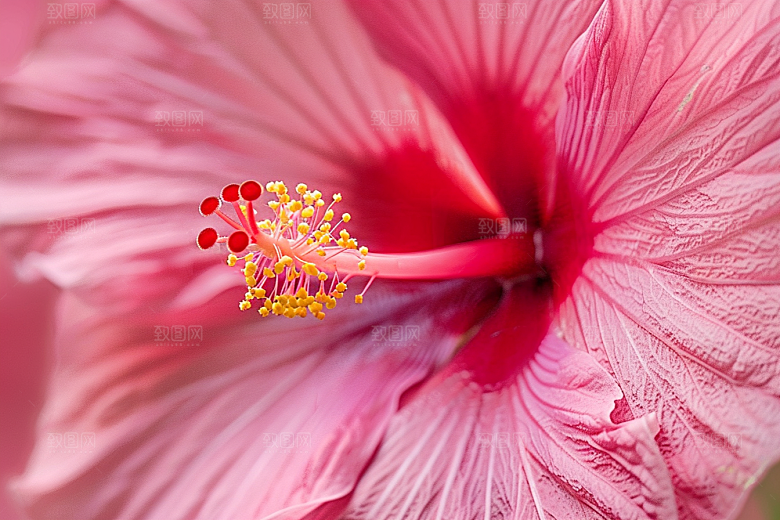 木槿花花卉唯美摄影图
