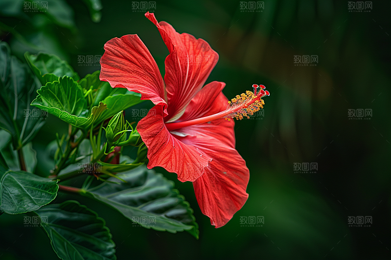 木槿花夏季自然摄影图
