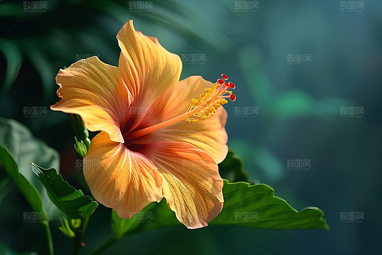 木槿花唯美花卉摄影图