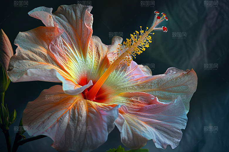 木槿花植物彩色摄影图