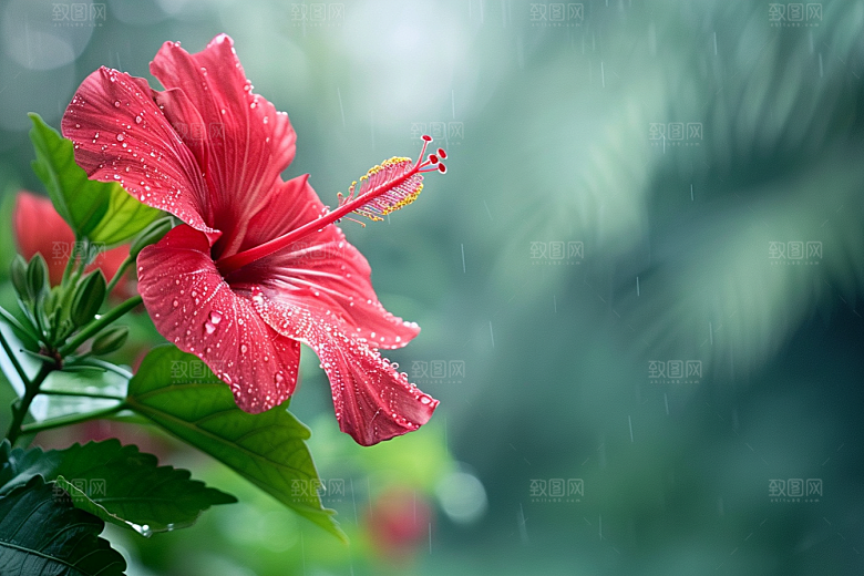 木槿花彩色植物摄影图