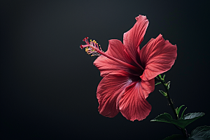 木槿花夏天彩色摄影图