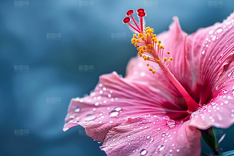 木槿花花朵夏季摄影图
