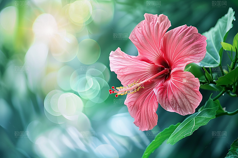 木槿花清新花卉摄影图