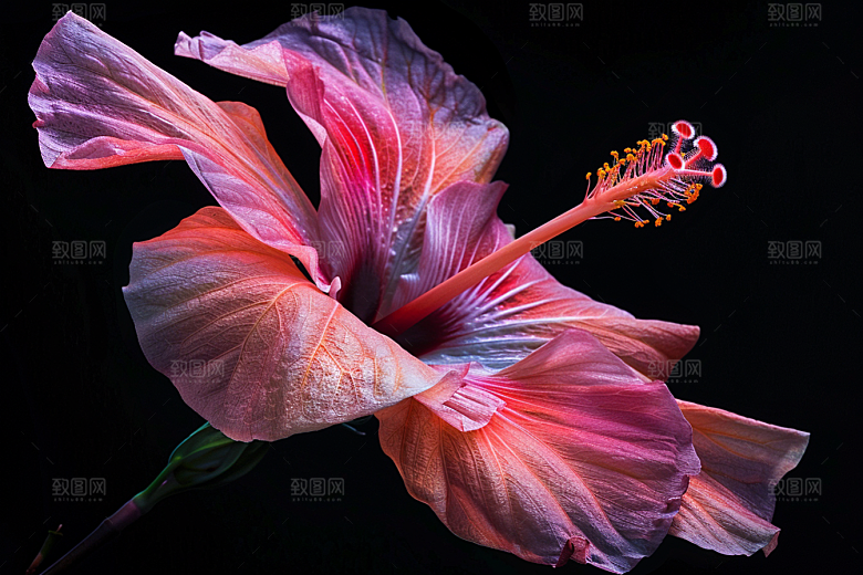木槿花花卉唯美摄影图