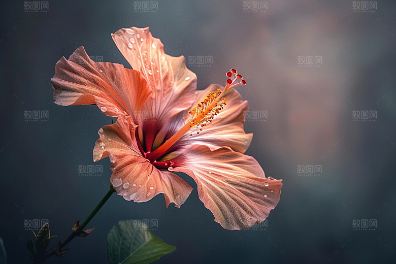 木槿花自然高清摄影图