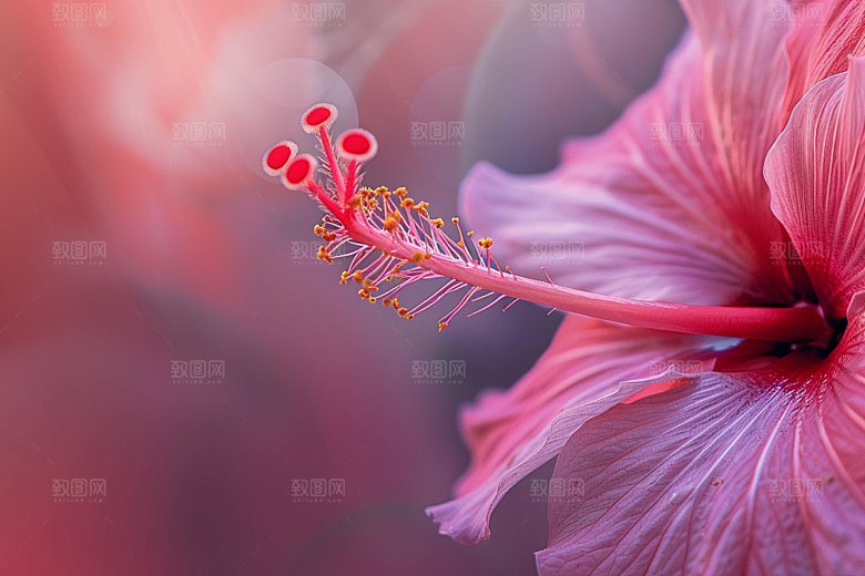 木槿花木棉夏天摄影图