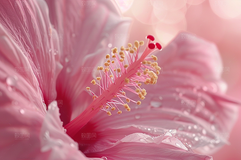 木槿花花朵花卉摄影图