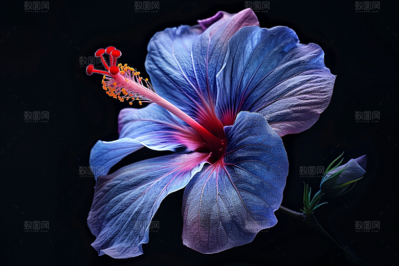 木槿花夏季唯美摄影图