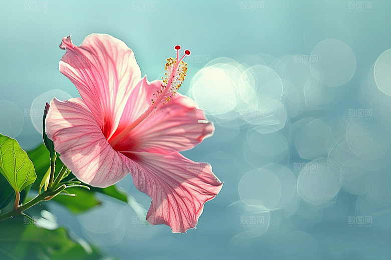 木槿花木棉花卉摄影图