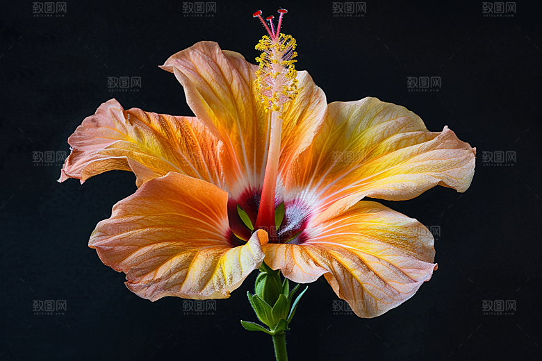 木槿花清新自然摄影图