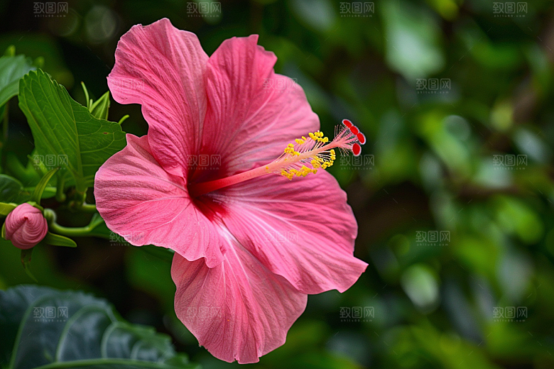 木槿花夏季清新摄影图