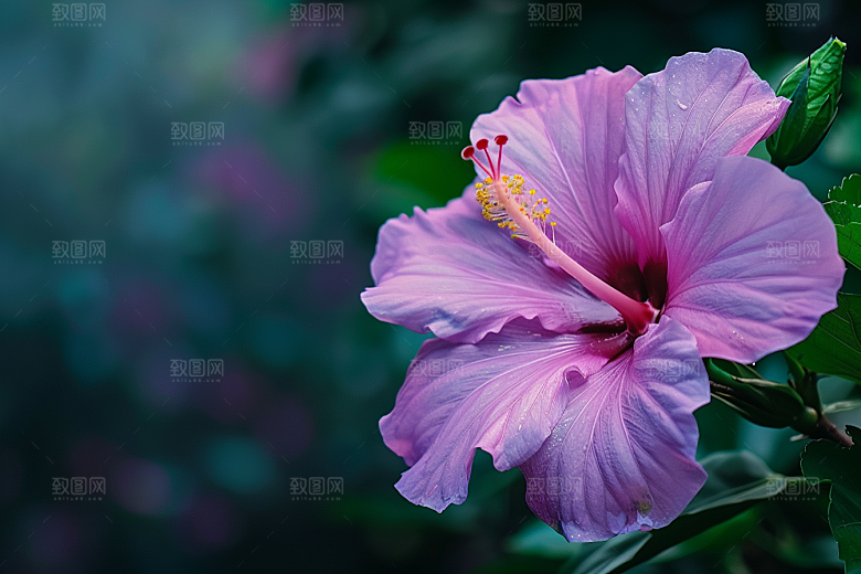 木槿花唯美花朵摄影图