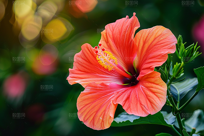 木槿花木棉夏天摄影图