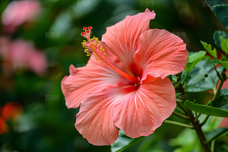 木槿花夏季彩色摄影图