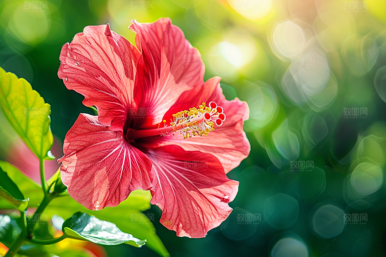 木槿花清新花朵摄影图