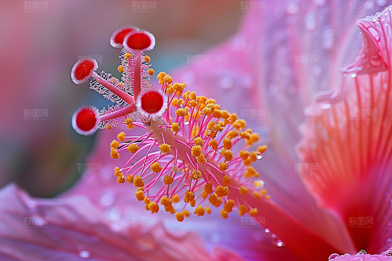 木槿花唯美夏季摄影图