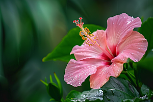 木槿花夏天高清摄影图