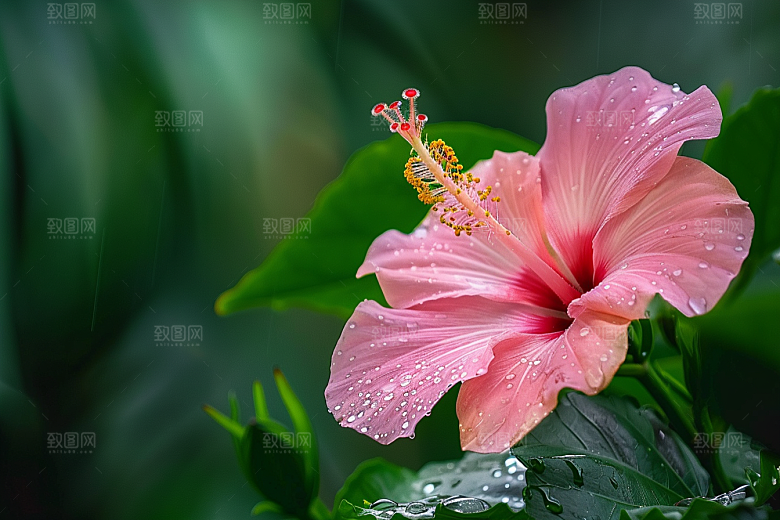 木槿花夏天高清摄影图