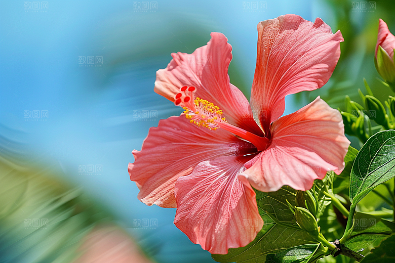 木槿花彩色自然摄影图