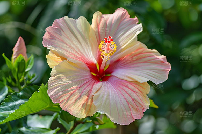 木槿花彩色夏天摄影图