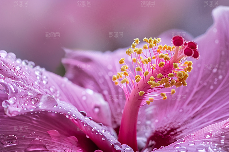 木槿花彩色夏季摄影图