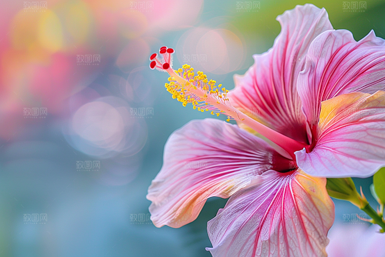 木槿花木棉彩色摄影图