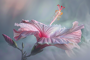木槿花花朵彩色摄影图