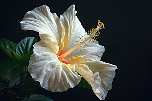 木槿花自然花卉摄影图