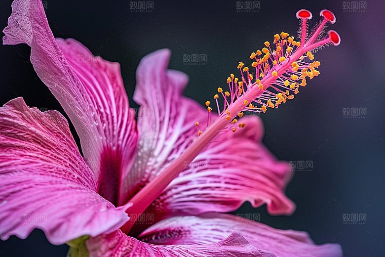 木槿花花朵花卉摄影图