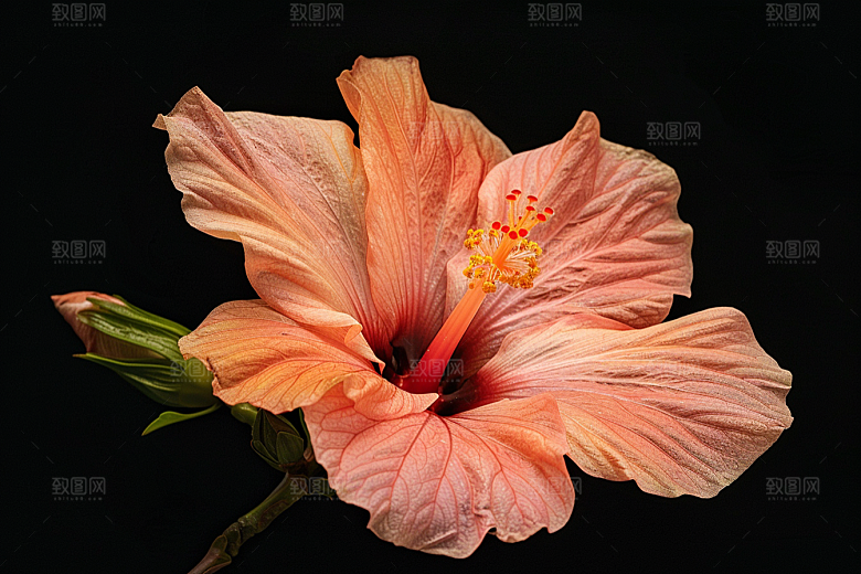 木槿花自然高清摄影图