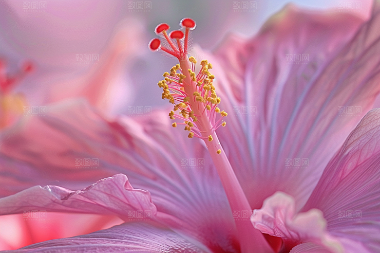 木槿花清新唯美摄影图