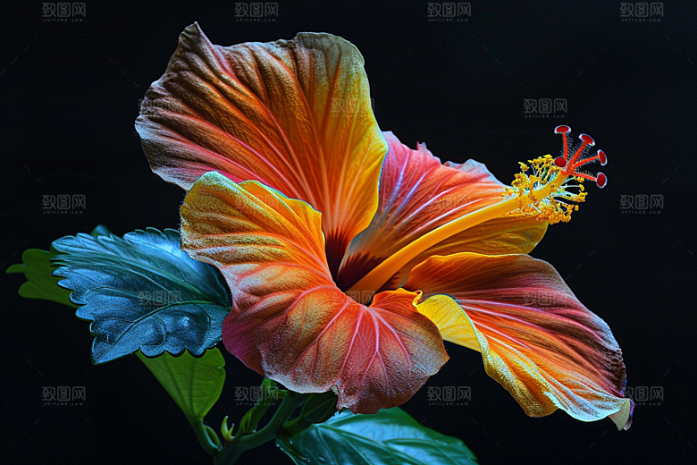 木槿花夏天高清摄影图