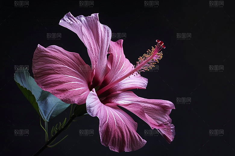 木槿花唯美夏天摄影图