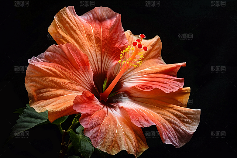木槿花彩色花朵摄影图