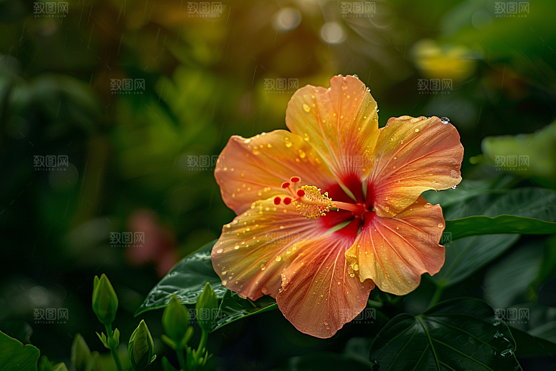 木槿花花朵高清摄影图