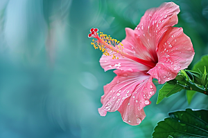 木槿花夏天彩色摄影图