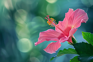 木槿花自然清新摄影图